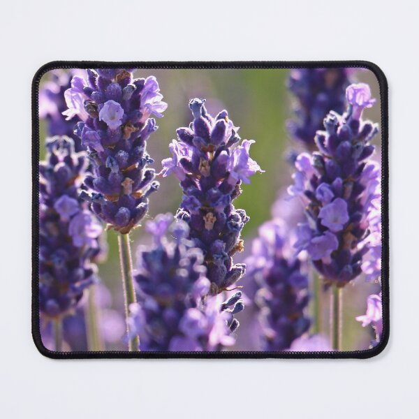Item preview, Lavender Flowers Pattern. Cute Wild Purple Lavender Floral Botanical Garden Print designed and sold by silviaol.