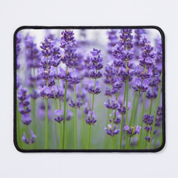 Item preview, Lavender Flowers. Cute Wild Purple Lavender Floral Botanical Garden Print designed and sold by silviaol.