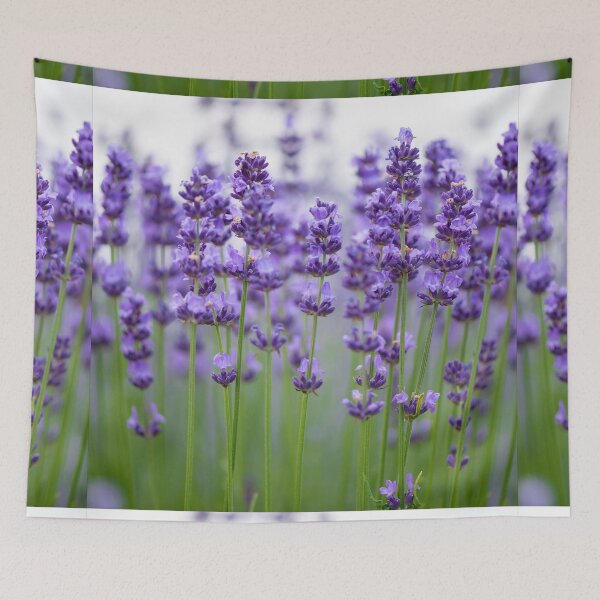 Item preview, Lavender Flowers. Cute Wild Purple Lavender Floral Botanical Garden Print designed and sold by silviaol.