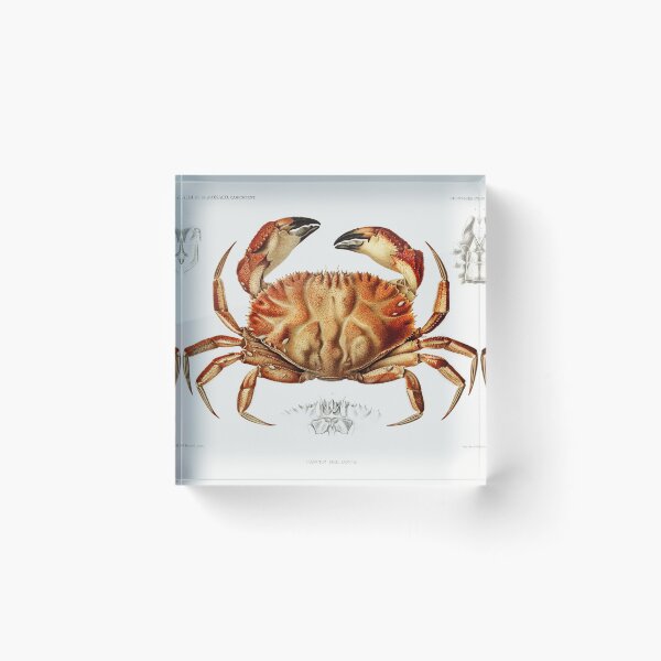 Item preview, Dungeness Crab designed and sold by SweetNSourDzgns.