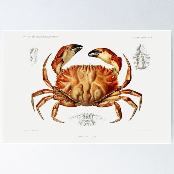Dungeness Crab Posters for Sale