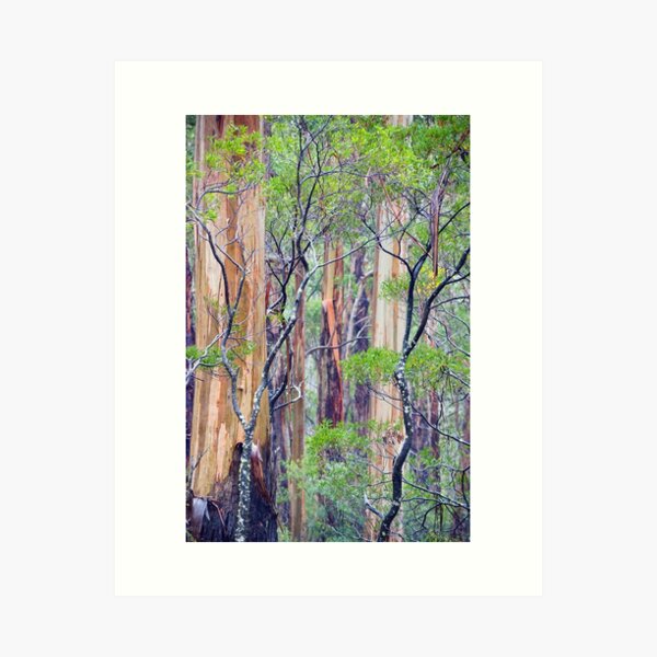 Item preview, Otways Forest designed and sold by Harry Oldmeadow.