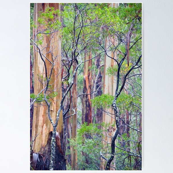 Item preview, Otways Forest designed and sold by Harry Oldmeadow.