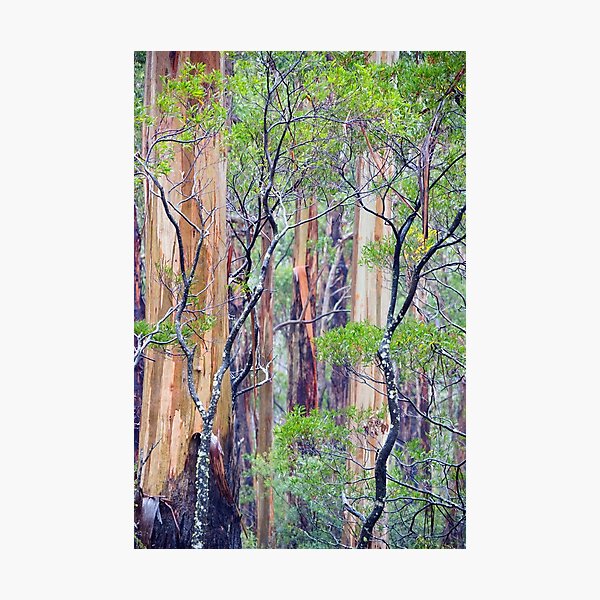 Item preview, Otways Forest designed and sold by Harry Oldmeadow.