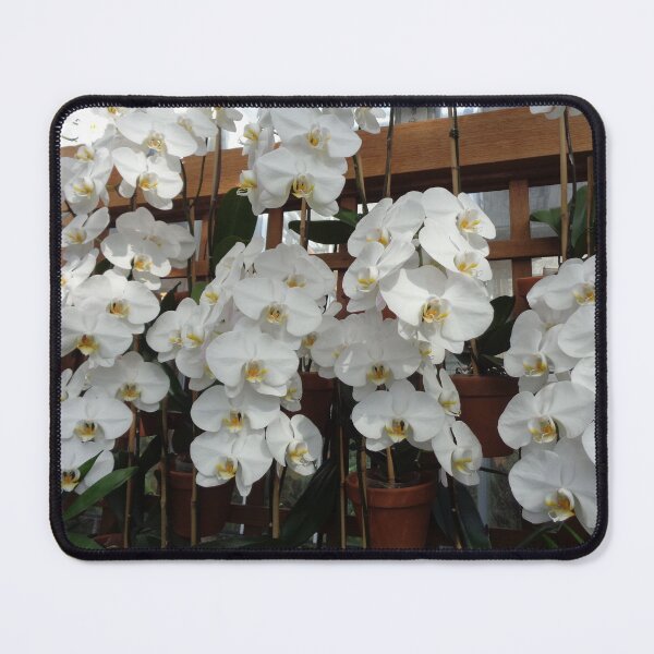 Item preview, White Moth Orchids designed and sold by GardenArtworks.
