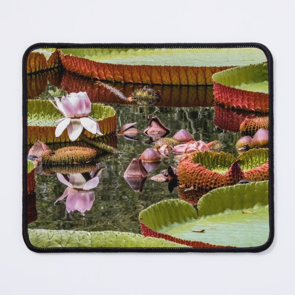 Item preview, Flower Of Victoria Cruziana designed and sold by Zina Stromberg.