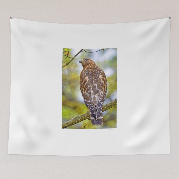 Item preview, Sharp Shinned Hawk designed and sold by AMacGPhilly.