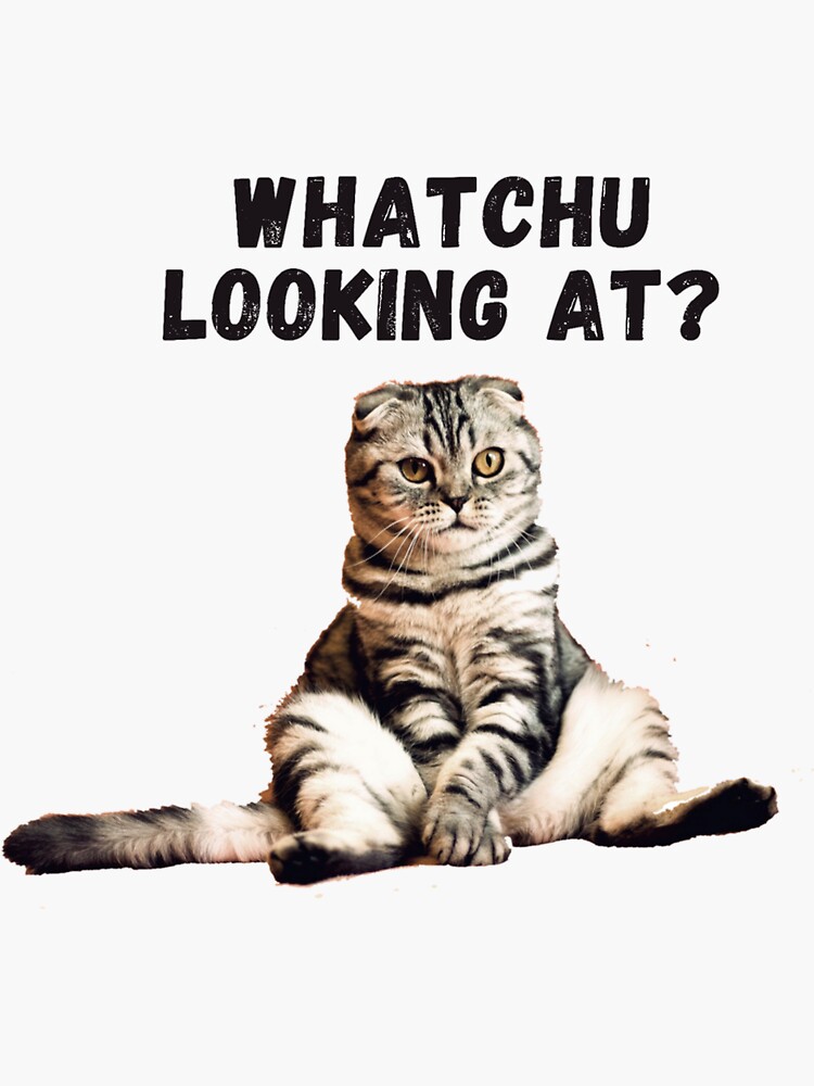 "whatchu looking at cat meme" Sticker by Animaux79 Redbubble