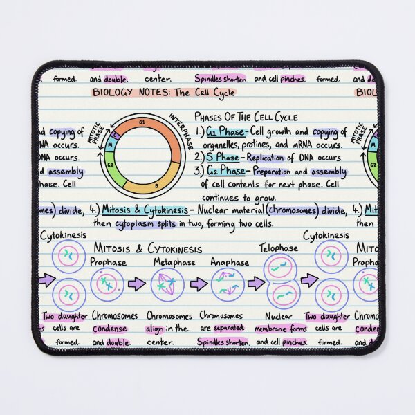 Item preview, Biology Notes - The Cell Cycle designed and sold by BundaBear.