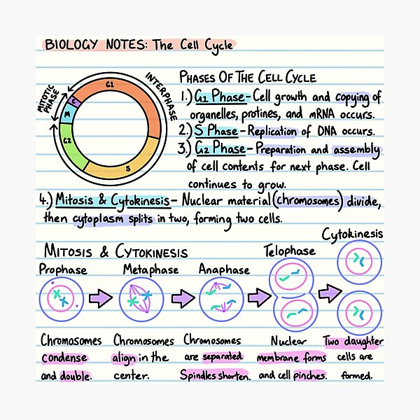 Biology Notes - The Cell Cycle