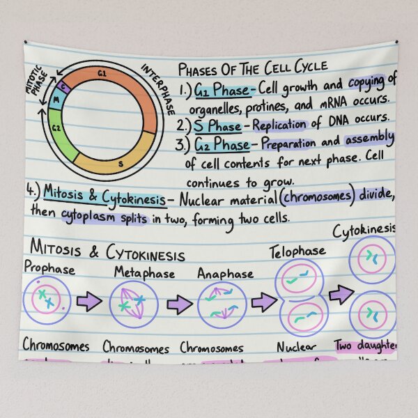 Item preview, Biology Notes - The Cell Cycle designed and sold by BundaBear.