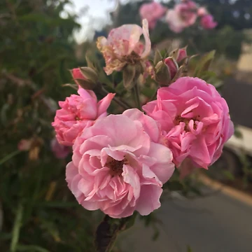 Artwork thumbnail, Pretty Roses by Mahee01