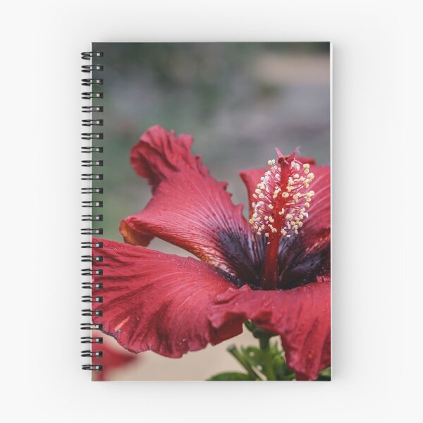 Item preview, Red Hibiscus designed and sold by RGKphotos.