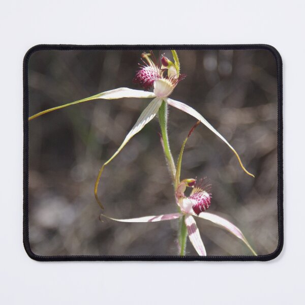 Item preview, Pink Spider Orchid - Caladenia harringtoniae designed and sold by lezvee.