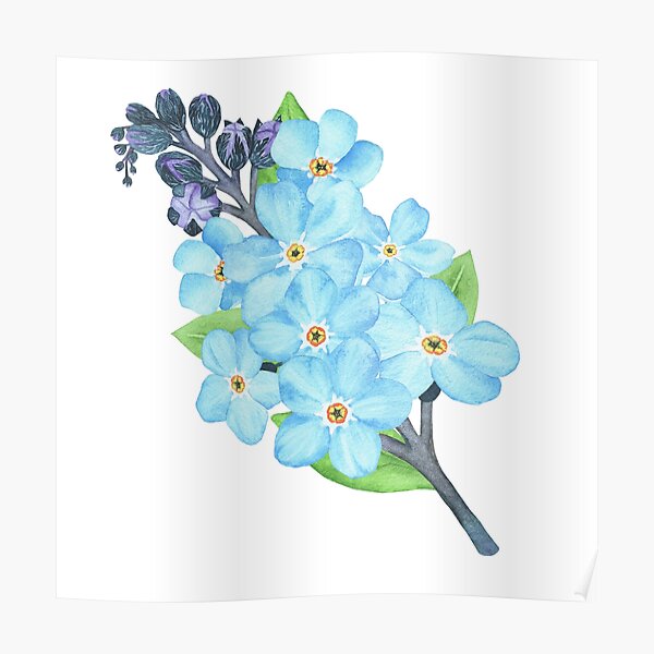 FORGET ME NOTS Photo Picture Poster Print Art A0 to A4 NATURE POSTER AE019 