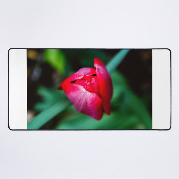 Item preview, Tulip bulbs flower love designed and sold by SzendeB.