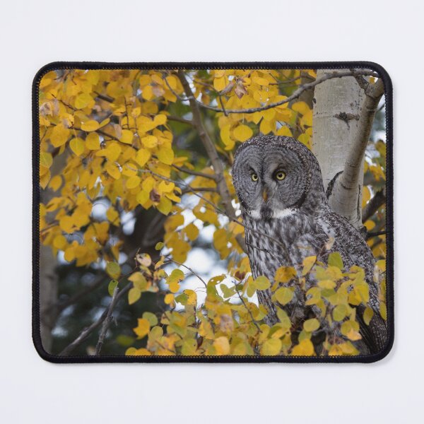Item preview, Great Gray perched in the Aspen designed and sold by Rob Lavoie.