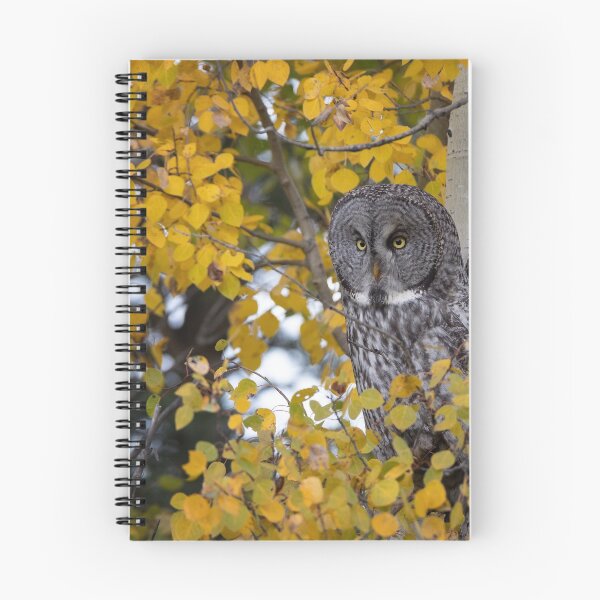Item preview, Great Gray perched in the Aspen designed and sold by Rob Lavoie.