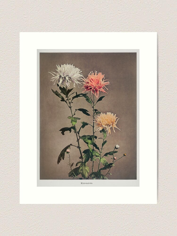 Ogawa Kazumasa's Hand-Coloured Photographs Of Flowers, 57% OFF