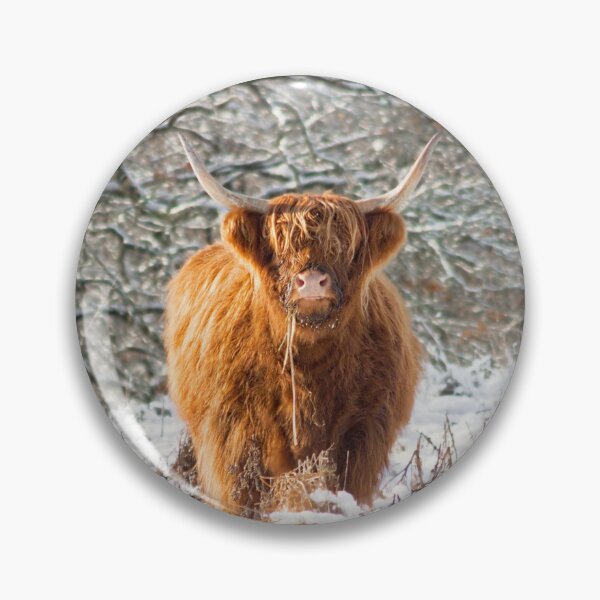 Item preview, Vaca de las Highlands escocesas en la nieve designed and sold by HaleyRedshaw.