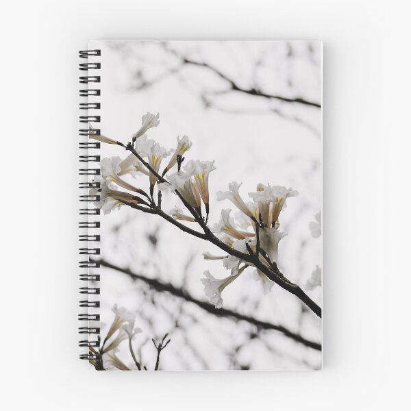 Item preview, Tabebuia roseo-alba - Ype Branco #3 designed and sold by anafrancisconi.