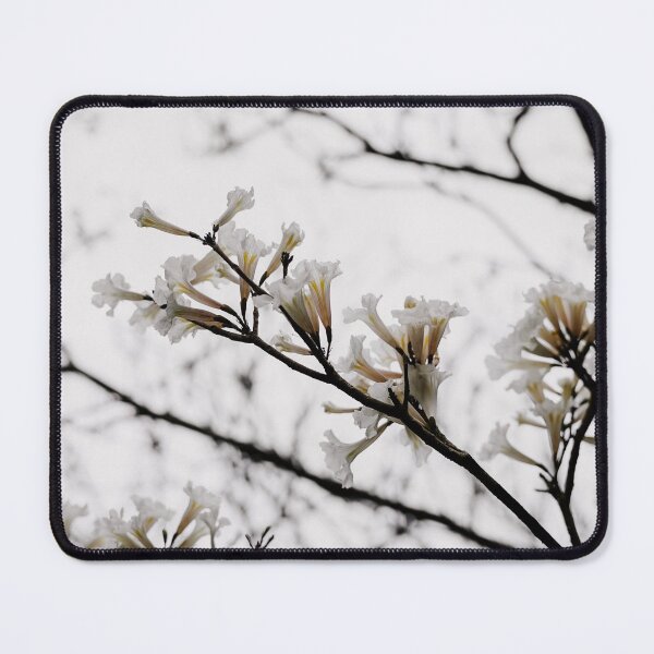 Item preview, Tabebuia roseo-alba - Ype Branco #3 designed and sold by anafrancisconi.