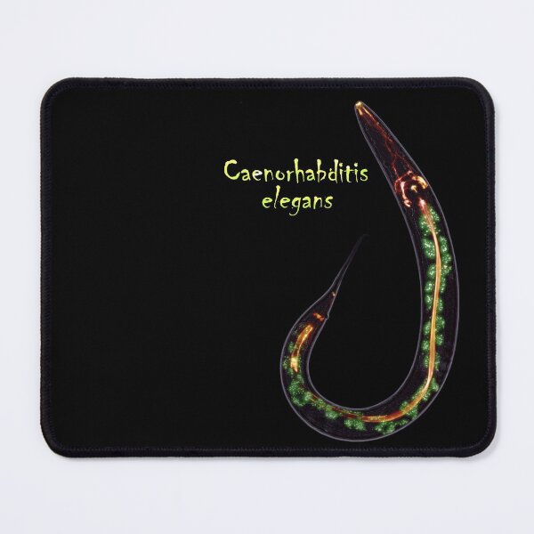 Item preview, Caenorhabditis elegans designed and sold by Seiden.