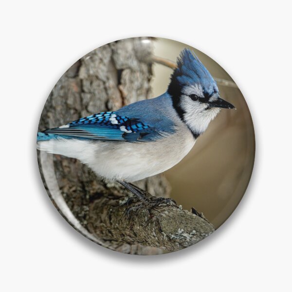Artikelvorschau, Blue Jay entworfen und verkauft von Michael Cummings.