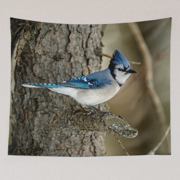 Artikelvorschau, Blue Jay entworfen und verkauft von Michael Cummings.