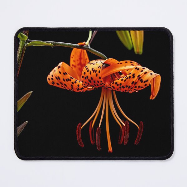 Item preview, Tiger Lily designed and sold by Michael Cummings.