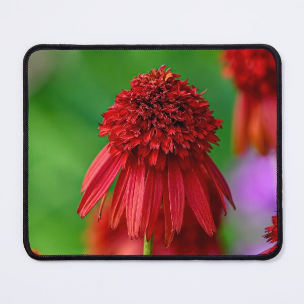 Item preview, Echinacea "Hot Papaya" designed and sold by Michael Cummings.
