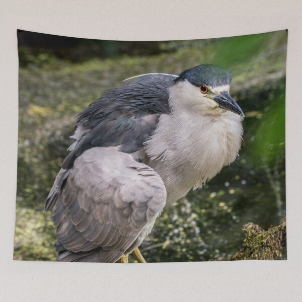 Item preview, Black-Crowned Night Heron designed and sold by Michael Cummings.