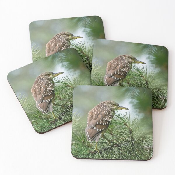 Item preview, Juvenile Black-Crowned Night Heron designed and sold by Michael Cummings.