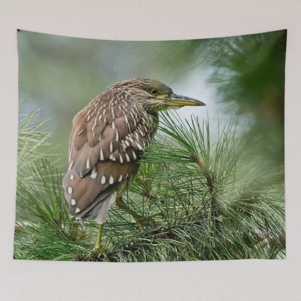 Item preview, Juvenile Black-Crowned Night Heron designed and sold by Michael Cummings.