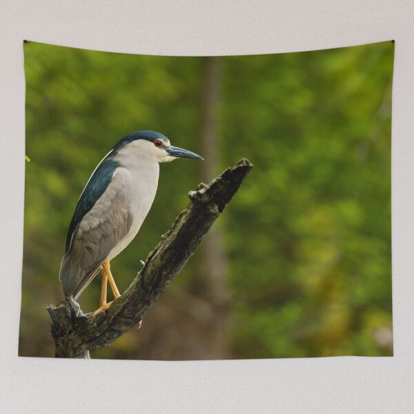 Item preview, Black-Crowned Night Heron  designed and sold by Michael Cummings.