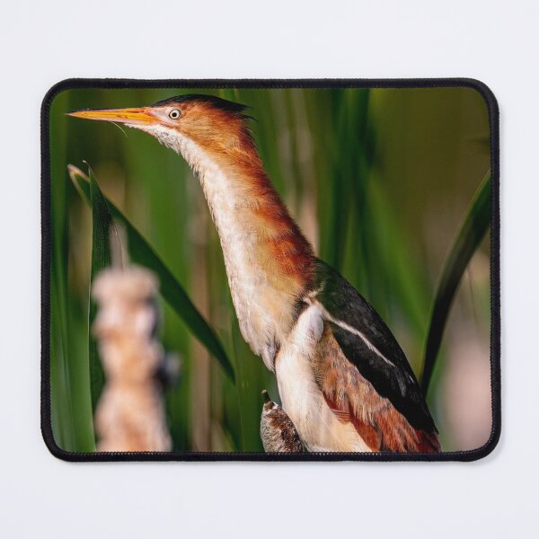 Item preview, Least Bittern designed and sold by Michael Cummings.