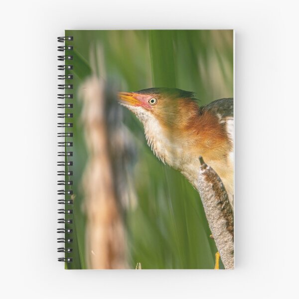 Item preview, Least bittern On Cattail designed and sold by Michael Cummings.