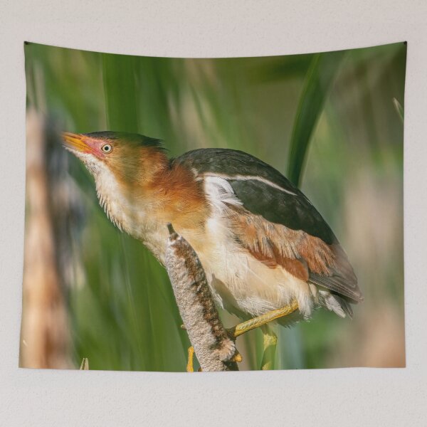 Item preview, Least bittern On Cattail designed and sold by Michael Cummings.