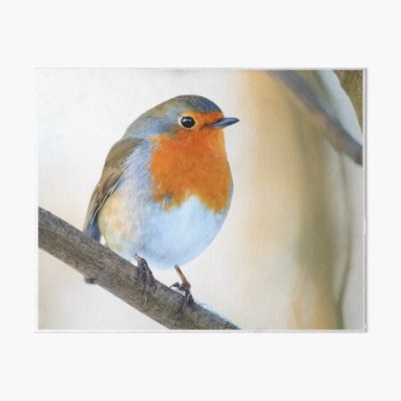 Robin Art Board Print