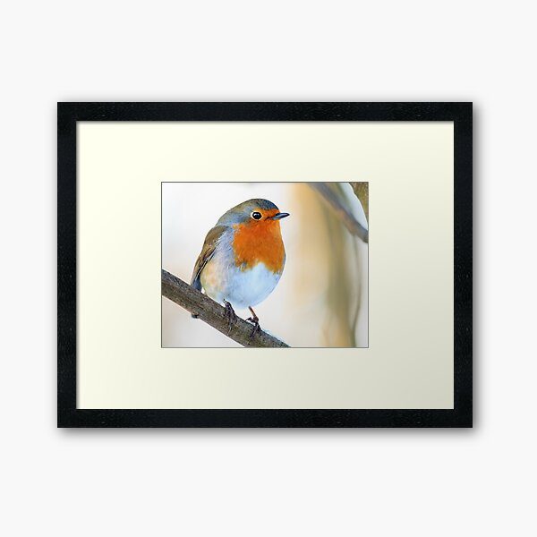 Robin Framed Art Print