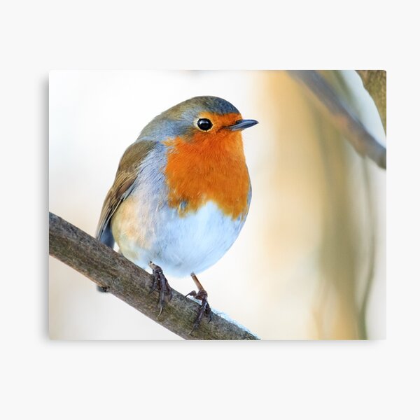 Robin Canvas Print