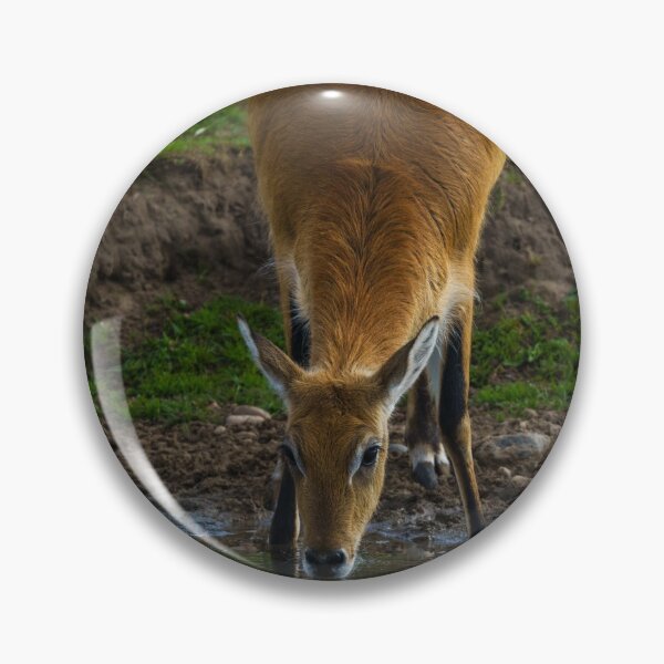 Item preview, Lechwe Drinking Water designed and sold by rawshutterbug.