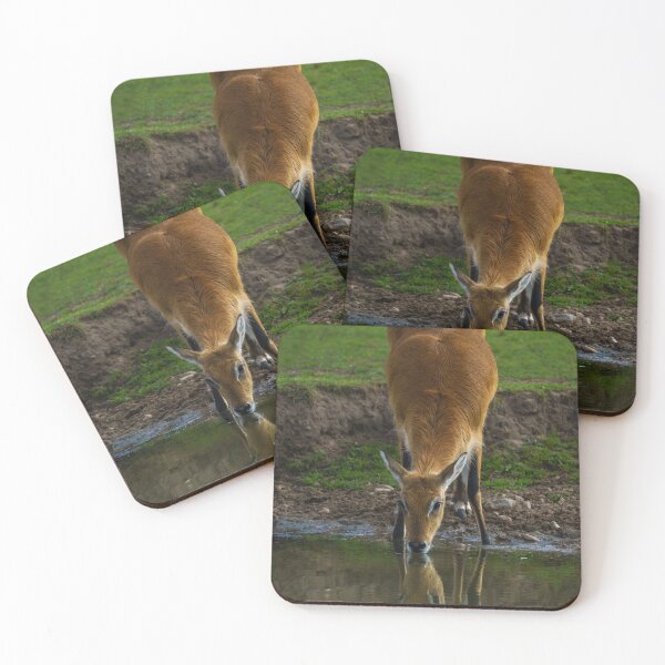 Item preview, Lechwe Drinking Water designed and sold by rawshutterbug.