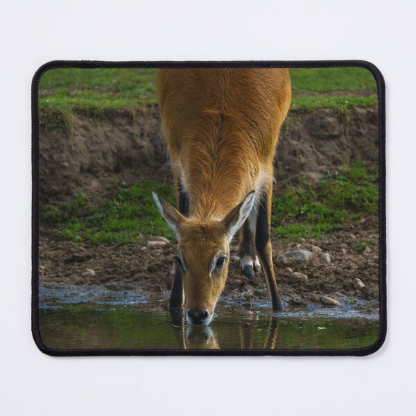 Item preview, Lechwe Drinking Water designed and sold by rawshutterbug.