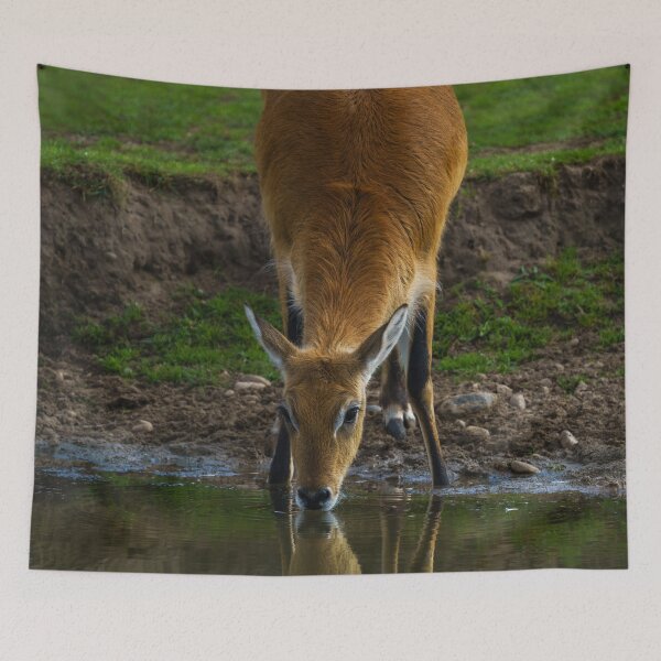 Item preview, Lechwe Drinking Water designed and sold by rawshutterbug.