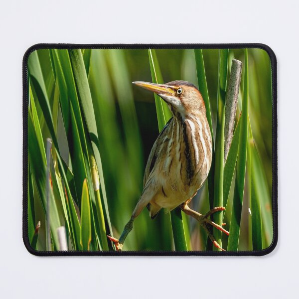 Item preview, Least Bittern designed and sold by Michael Cummings.