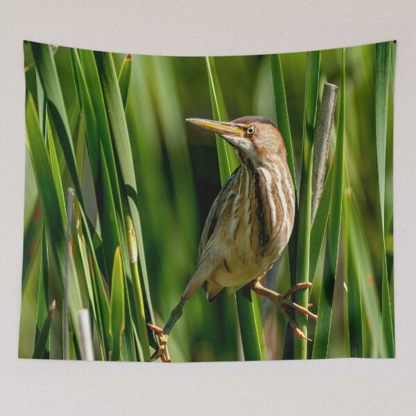 Item preview, Least Bittern designed and sold by Michael Cummings.