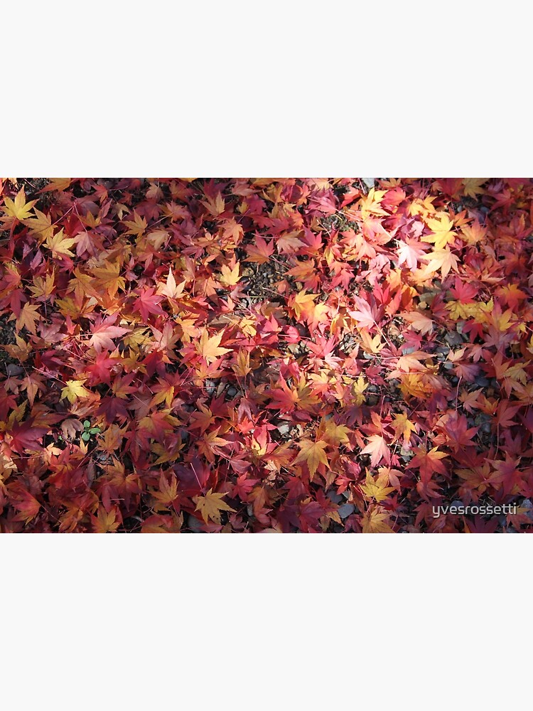 autumn fallen stars by yvesrossetti