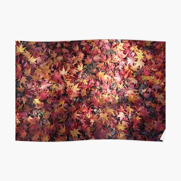 autumn fallen stars Poster