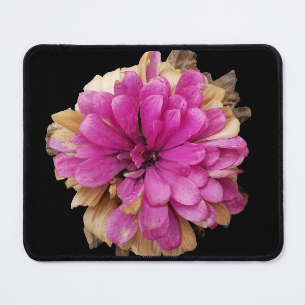 Item preview, Field Guide to Zinnias, No. 6, Dying Fuschia Zinnia Flower designed and sold by Kristi Duggins.